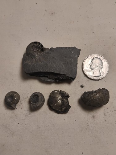 Iron pyrite pyritized - 5x,