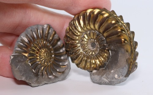 Pyritized ammonite fossil - pyritized,