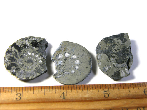 Ammonite pyrite replacement