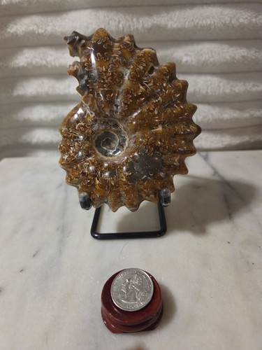 Fossilized ammonite with - fossilized,