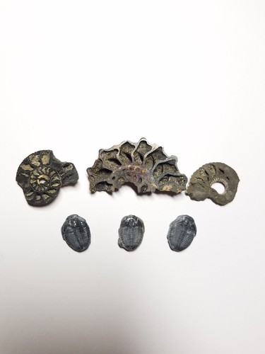 Lot pyrite ammonites - of, and