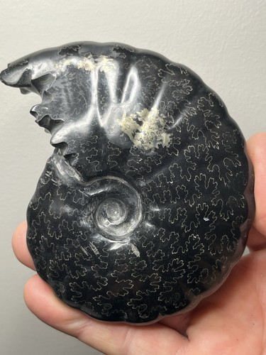 288g black ammonite - ammonite, fossil