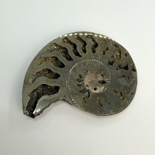 Pyritized ammonite fossil - pyritized,