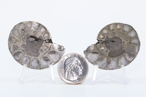 Polished pyritized sliced - polished,