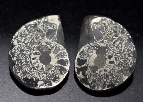 Fossil sliced polished - fossil:, &