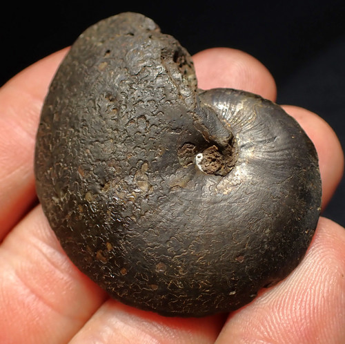 Oxynoticeras pyrite ammonite