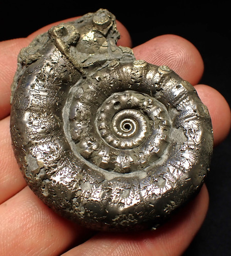 Perfect pyrite eteoderoceras - perfect,