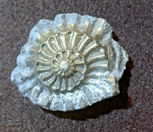 Jurassic pleuroceras - jurassic,