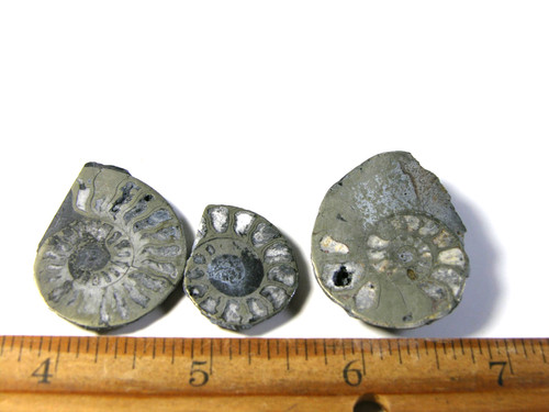 Ammonite pyrite replacement