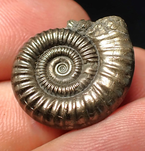 Stunning crucilobiceras pyrite - stunning,