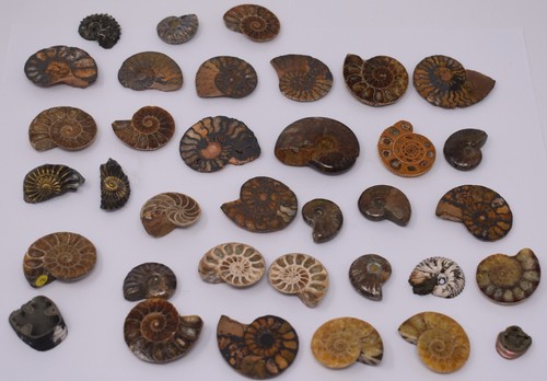 Huge lot ammonite - huge,