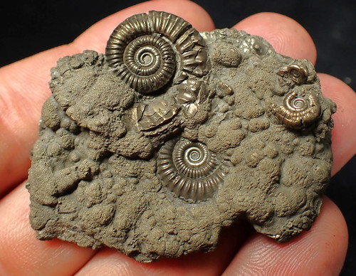 Pyrite multi ammonite fossil - pyrite,