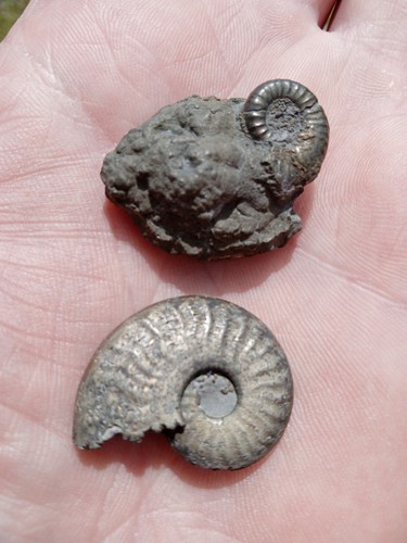Lot beautiful fossil - of,