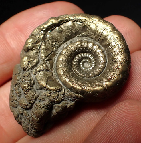 Pyrite eoderoceras - pyrite,