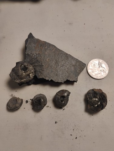 Iron pyrite pyritized - pyrite,