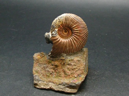 Pyritized ammonite fossil - ammonite,
