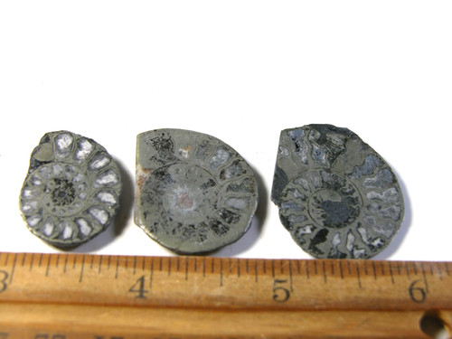 Ammonite pyrite replacement