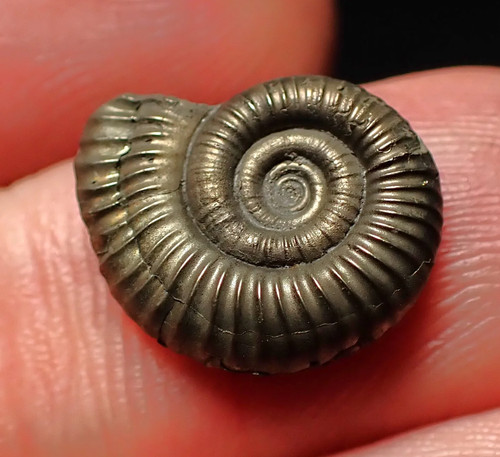 Crucilobiceras pyrite ammonite