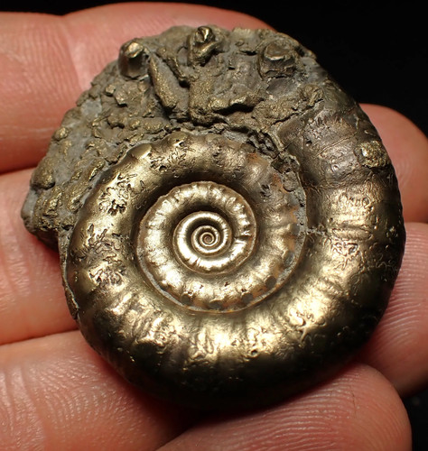 Pyrite eteoderoceras - pyrite,