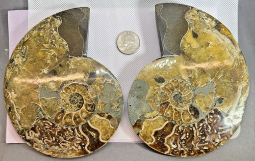 Ammonite matched pair brown - pair,