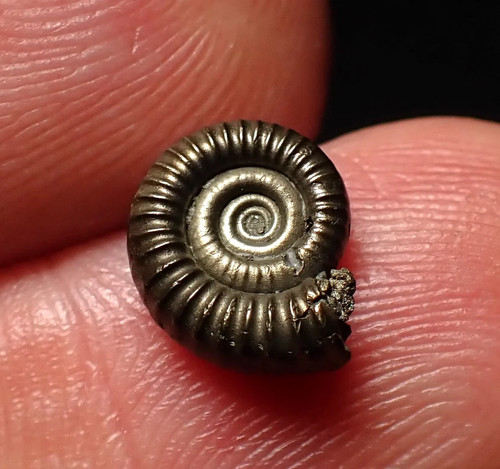 Tiny crucilobiceras pyrite - tiny,