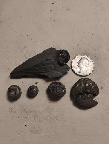 Iron pyrite pyritized - 5x,