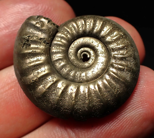 Tropidoceras pyrite ammonite