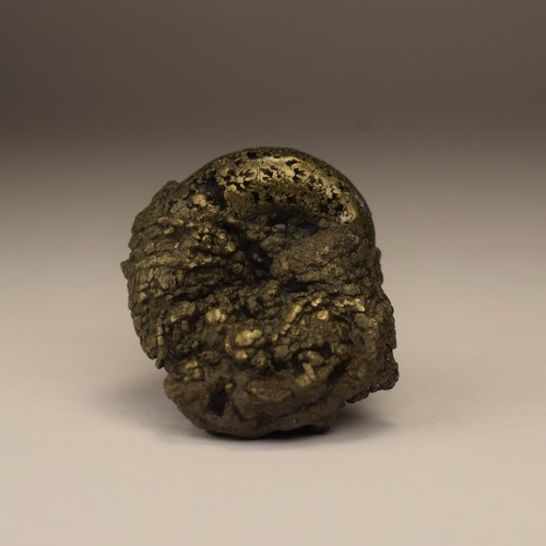 Pyritized ammonite aveyron - ammonite,