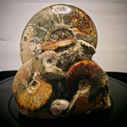 19lb polished ammonite - 14.19lb,