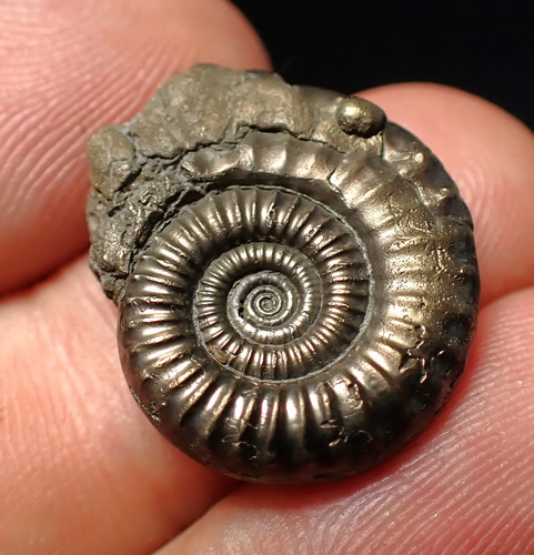 Stunning crucilobiceras pyrite - crucilobiceras,