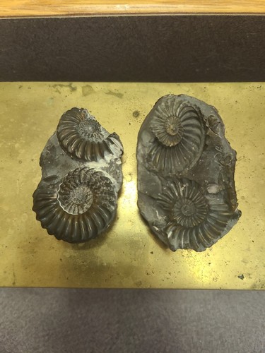 Pyritized ammonite fossil - pyritized,
