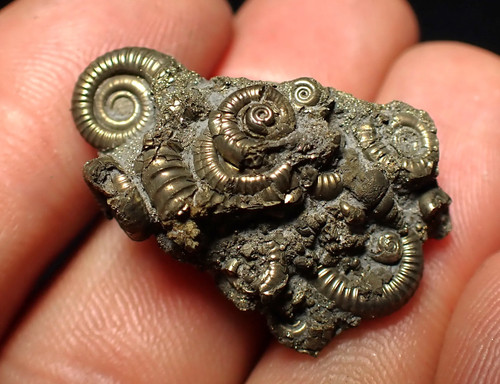 Full pyrite multi-ammonite