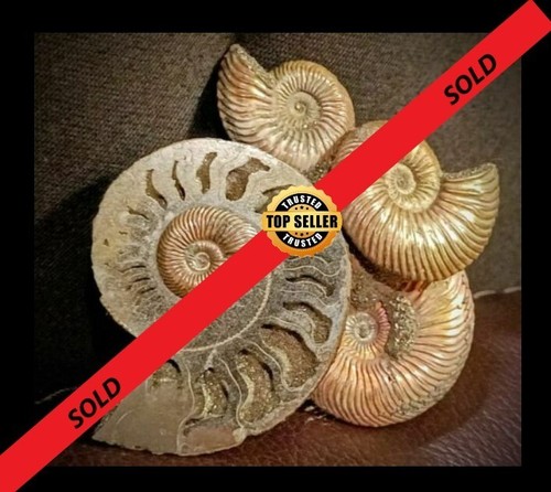 Jurassic ammonite - 💥💥jurassic,