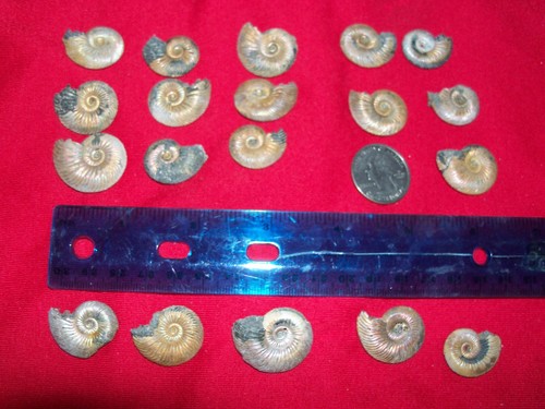 Pyrite ammonite fossil small - pyrite,