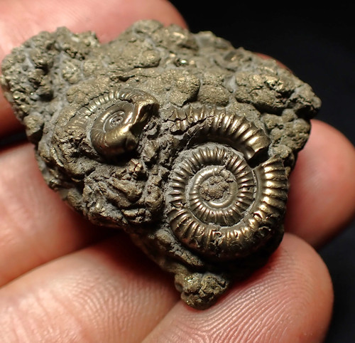 Full pyrite multi ammonite - pyrite, multi-ammonite
