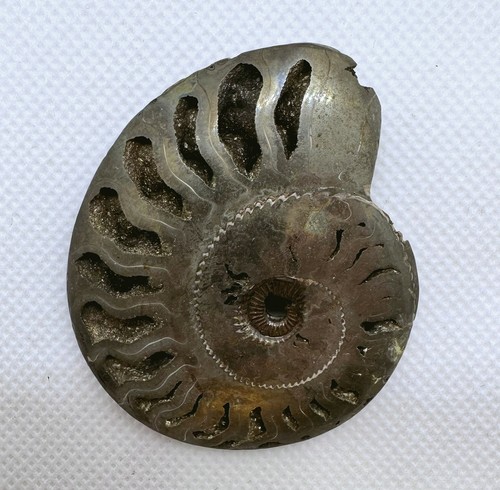 Natural pyritized ammonite - pyritized, –