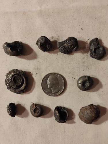 10x iron pyrite - pyrite, pyritized