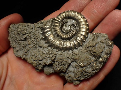 Large crucilobiceras pyrite - large,