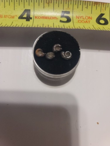 Pyritized ammonites from the - ammonites,