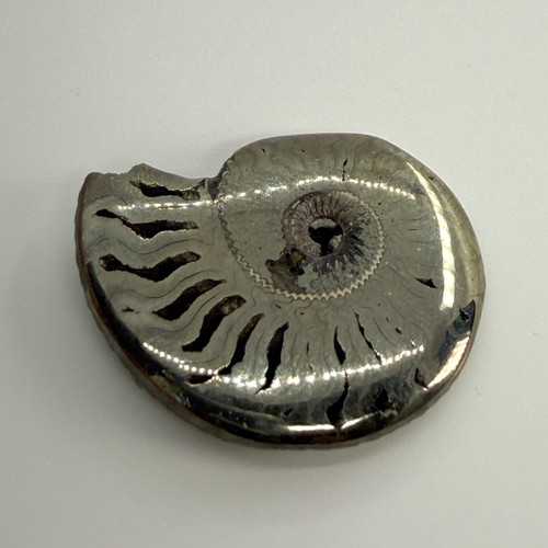 Pyritized ammonite fossil - pyritized,