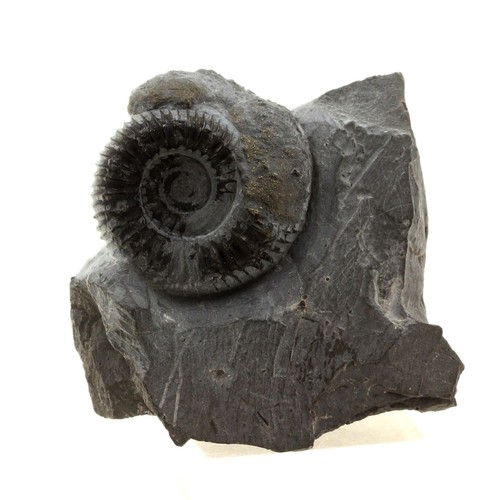 Stones and minerals pyritized - minerals.,