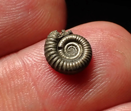 Tiny crucilobiceras pyrite - tiny,