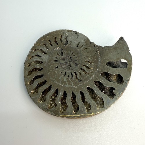 Pyritized ammonite fossil - pyritized,