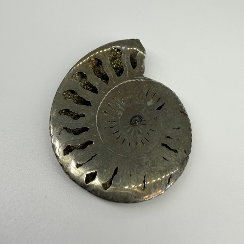 Pyritized ammonite fossil - ammonite,