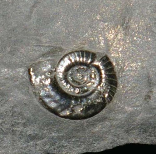 Flexiclymenia tenuis very - flexiclymenia,
