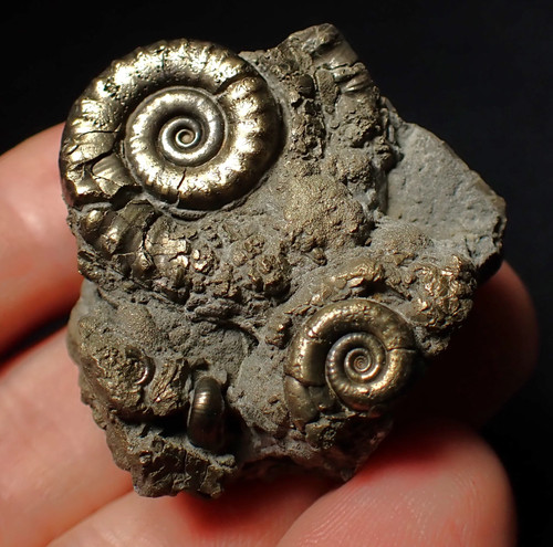 Pyrite eoderoceras - pyrite,