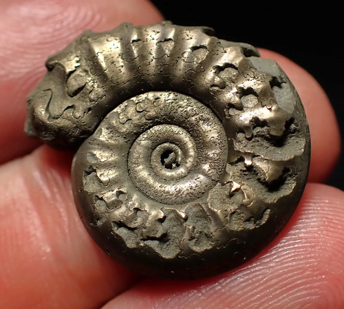 Tropidoceras pyrite ammonite