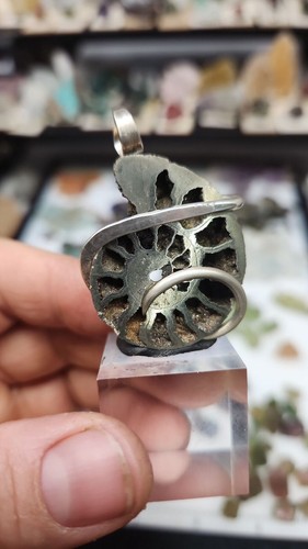 Pyritized ammonite fossil - pyritized,