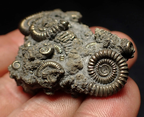 Full pyrite multi ammonite - full, multi-ammonite