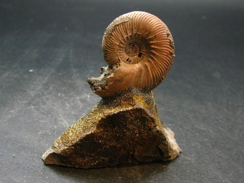 Pyritized ammonite fossil - pyritized, on